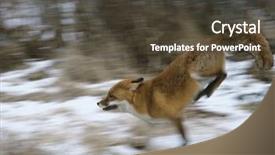 Presentation with fox - Presentation theme with fox running in woods motion background and a  colored foreground