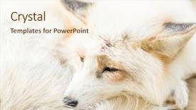  Presentation with fox - Beautiful PPT theme featuring fox sleeping at outdoor backdrop and a cream colored foreground