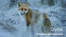 Presentation with fox - Colorful presentation enhanced with fox-standing-on-frost-covered backdrop and a teal colored foreground