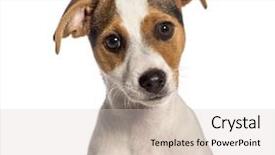  Presentation with fox - Audience pleasing slide set consisting of fox terrier 3 months old backdrop and a lemonade colored foreground