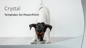  Presentation with fox - Presentation theme having fox-terrier-dog-eating background and a white colored foreground