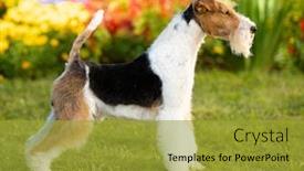  Presentation with fox - Amazing slide deck having fox-terrier-in-profile-against backdrop and a gold colored foreground