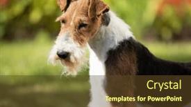  Presentation with fox - PPT theme having fox-terrier-portrait-in-nature background and a tawny brown colored foreground