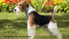  Presentation with dog - Cool new PPT layouts with fox-terrier-portrait backdrop and a gold colored foreground