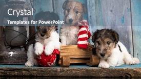  Presentation with fox - Colorful PPT layouts enhanced with fox-terrier-puppy-fox-terrier backdrop and a seafoam green colored foreground