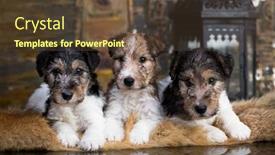  Presentation with fox - PPT theme having fox-terrier-puppy background and a tawny brown colored foreground