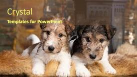  Presentation with fox - PPT theme consisting of fox-terrier-puppy background and a tawny brown colored foreground