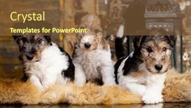  Presentation with fox - Beautiful PPT theme featuring fox-terrier-puppy backdrop and a tawny brown colored foreground