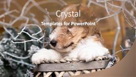  Presentation with fox - Presentation theme having fox-terrier-puppy background and a coral colored foreground