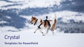  Presentation with fox - Colorful PPT theme enhanced with fox terrier with go pro backdrop and a sky blue colored foreground