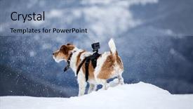  Presentation with audio pro - Presentation with fox terrier with go pro background and a light blue colored foreground