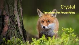  Presentation with fox hunting - Audience pleasing theme consisting of fox vulpes vulpes hunting backdrop and a tawny brown colored foreground