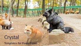  Presentation with fox - Slide set featuring fox background and a coral colored foreground