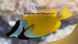  Presentation with marine - Cool new presentation theme with foxface-rabbitfish-siganus-vulpinus-marine backdrop and a coral colored foreground