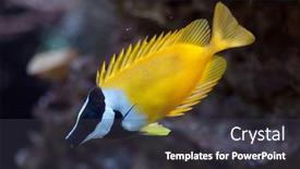  Presentation with marine - PPT theme featuring foxface-rabbitfish-siganus-vulpinus-marine background and a dark gray colored foreground