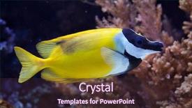  Presentation with animal - Slide deck with foxface rabbitfish siganus vulpinus wild life animal background and a wine colored foreground