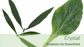  Presentation with tower - Beautiful slide deck featuring foxglove-and-eyeful-tower-leaf backdrop and a mint green colored foreground