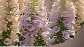  Presentation with dia de los muertos flowers - Colorful presentation design enhanced with foxglove-flowers-in-garden backdrop and a coral colored foreground