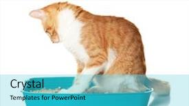  Presentation with cat - Colorful slides enhanced with foxy cat in plastic litter backdrop and a cyan colored foreground