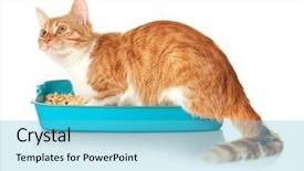  Presentation with plastic in the ocean - Audience pleasing presentation consisting of foxy cat in plastic litter backdrop and a light blue colored foreground