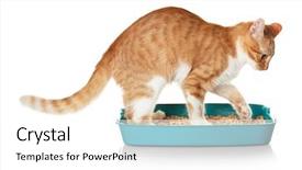  Presentation with plastic - Theme consisting of foxy cat in plastic litter background and a white colored foreground