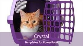  Presentation with cramped inside the box - Colorful slide set enhanced with foxy cat inside plastic carrier backdrop and a violet colored foreground