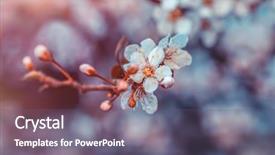  Presentation with white fragility - Slides having fragile - cherry tree blossom twig background and a gray colored foreground