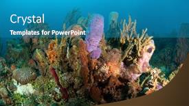  Presentation with coral reef - Amazing PPT layouts having fragile-yet-colorful-coral-reef backdrop and a teal colored foreground