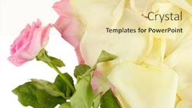  Presentation with pink rose petals - Presentation theme having fragment-of-heart-of-white background and a blonde colored foreground