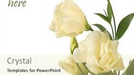  Presentation with white flowers - PPT theme consisting of earth revolution - globe and arrow stickers raster background and a sky blue colored foreground