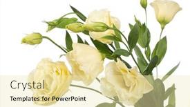  Presentation with white flowers - Audience pleasing presentation theme consisting of fragment-of-pale-flowers-isolated backdrop and a blonde colored foreground