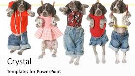  Presentation with german shorthaired pointer - Colorful PPT theme enhanced with cute animal frame - puppies on a clothesline backdrop and a white colored foreground