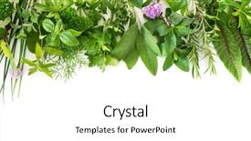  Presentation with herbs - Cool new PPT theme with frame - various kinds of fresh garden backdrop and a white colored foreground