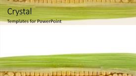  Presentation with frame border - Presentation having frame border of corn ear background and a yellow colored foreground