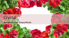  Presentation with geranium - Beautiful presentation featuring frame card of geranium pelargonium flowers with copy space for text on white background backdrop and a lemonade colored foreground