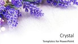  Presentation with frame border - Audience pleasing slides consisting of frame cosmetic - lavender flowers over white wooden backdrop and a white colored foreground