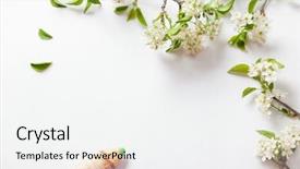  Presentation with cherry - Presentation design with frame flowers - beautiful cherry blossoms with birch background and a white colored foreground