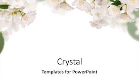  Presentation with jasmine - PPT theme consisting of frame from pure jasmine flowers background and a white colored foreground