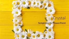  Presentation with chamomile - Slide set enhanced with frame made of beautiful chamomile flowers on color wooden background background and a gold colored foreground
