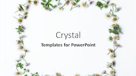  Presentation with chamomile - Cool new PPT theme with frame made of chamomile flowers isolated on white backdrop and a pink colored foreground