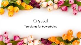  Presentation with frame pink - Theme with frame made of colourful tulips background and a white colored foreground