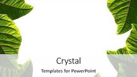  Presentation with green leaves - Amazing PPT theme having frame made of fresh green leaves isolated over white background backdrop and a white colored foreground