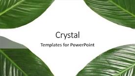  Presentation with banana palm - Slide set featuring frame made of tropical banana background and a white colored foreground