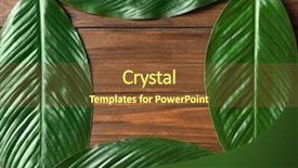  Presentation with banana palm - Presentation design featuring frame made of tropical banana background and a tawny brown colored foreground