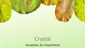  Presentation with autumn leaves - PPT layouts with frame-of-autumn-leaves background and a soft green colored foreground