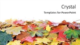 Presentation with maple leaves - PPT theme consisting of frame of autumn maple leaves background and a white colored foreground