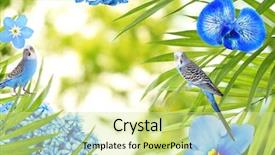  Presentation with blurred flowers - Presentation theme featuring frame of different flowers budgies background and a blonde colored foreground