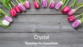  Presentation with tulip - Slide deck with frame of fresh tulips arranged background and a gray colored foreground
