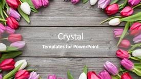  Presentation with tulips - Presentation theme enhanced with frame of fresh tulips arranged background and a gray colored foreground