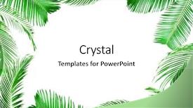  Presentation with palm leaves - Theme featuring frame of green palm leaves isolated on white background and a white colored foreground